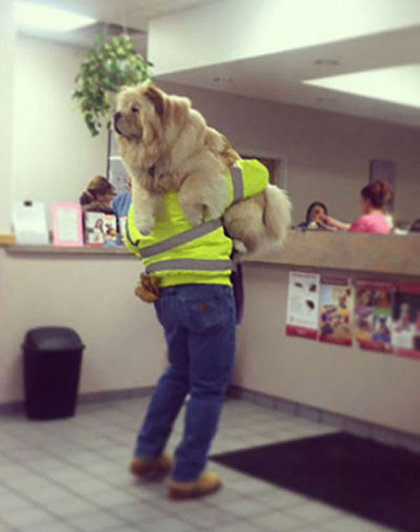 funny scared animals vet carrying big dog These pets are not excited for the Vet (25 Photos)