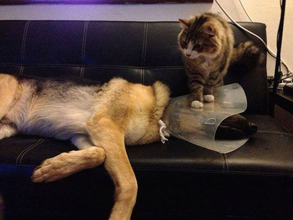 funny scared animals vet cat dog couch These pets are not excited for the Vet (25 Photos)