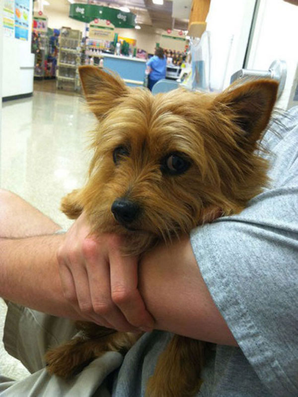 funny scared animals vet hugs These pets are not excited for the Vet (25 Photos)