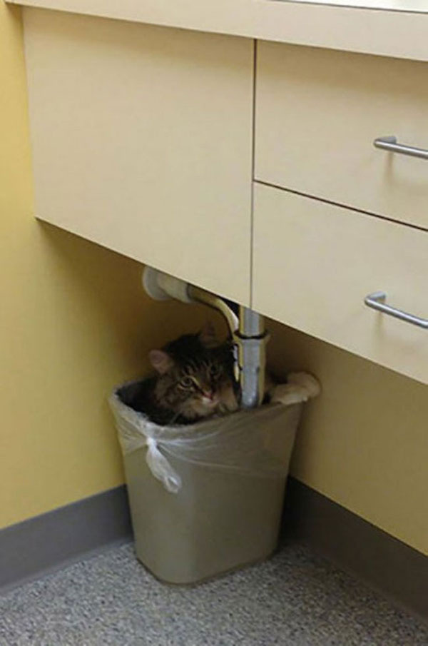 funny scared animals vet inside trash can These pets are not excited for the Vet (25 Photos)