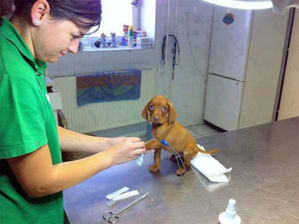 funny scared animals vet little dog These pets are not excited for the Vet (25 Photos)