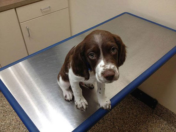 funny scared animals vet table sad face These pets are not excited for the Vet (25 Photos)