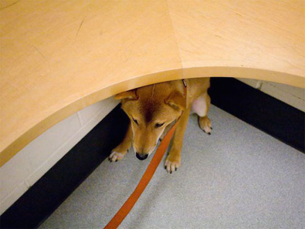 funny scared animals vet under table These pets are not excited for the Vet (25 Photos)