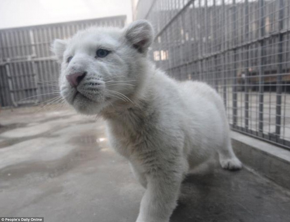 Rare: One of the five-month-old cubs is pure white with no stripes - a form of genetic mutation that only occurs one in 100,000 to times 