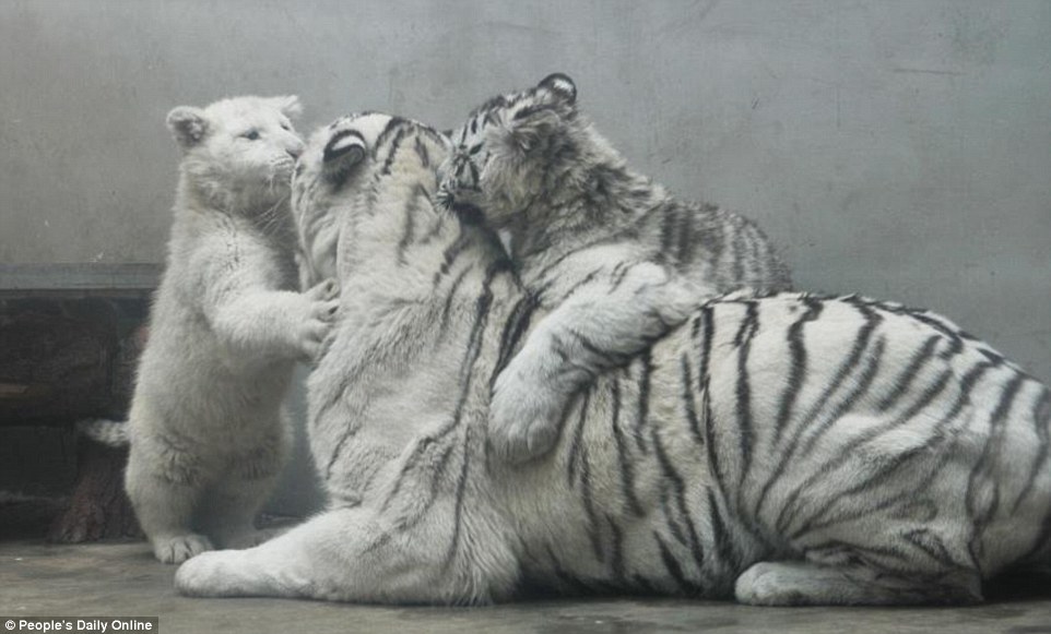 Family: The male and female cubs were the first born of two white tiger parents who were introduced to the zoo in Qingdao on May 13, 2012