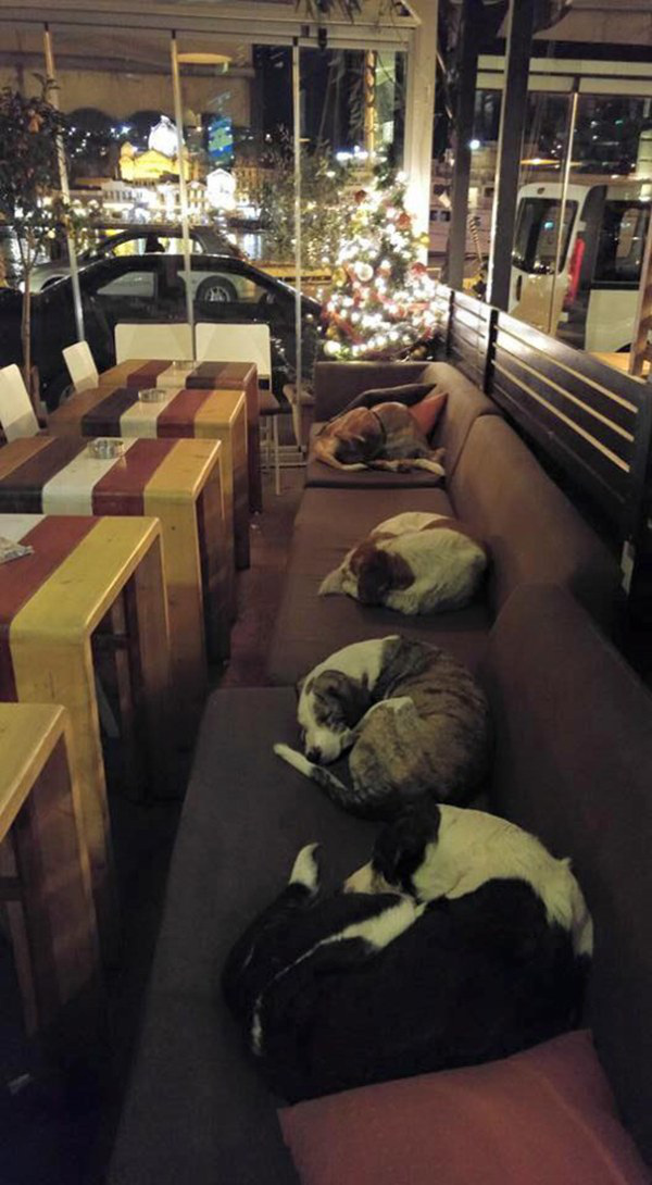 Since July, the shop had been letting dogs without a home or an owner cuddle up on their seats, and keep warm throughout the nights.