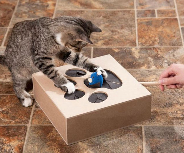 This whack-a-mole game that opens up a whole new way to play with your cat.