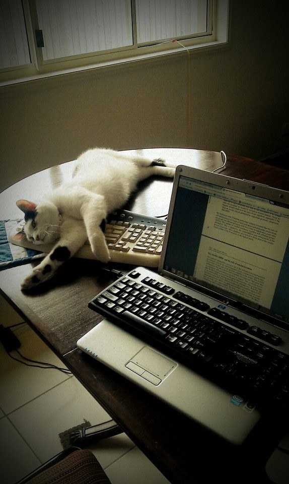 A decoy keyboard for those trying to get some work done.