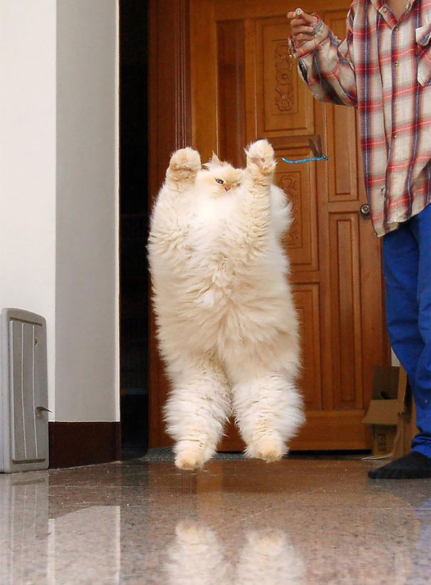 fluffy-cat-funny-pics-31__605