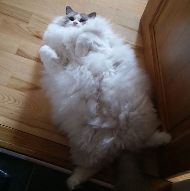 fluffy-cat-funny-pics-36__605