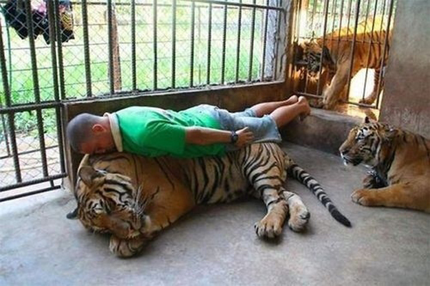 This dude planking on a tiger.