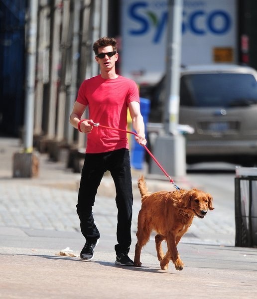 American-English actor Andrew Garfield together with Ren, a beautiful Golden Retriever he adopted with Emma Stone, in Tribeca.