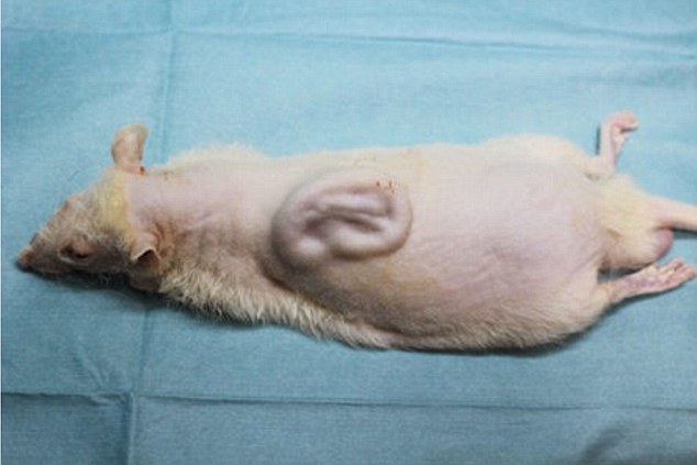 Human ears to could be ‘grown to order’ within five years, claim Japanese scientists who have unveiled a rat with an ear on its back