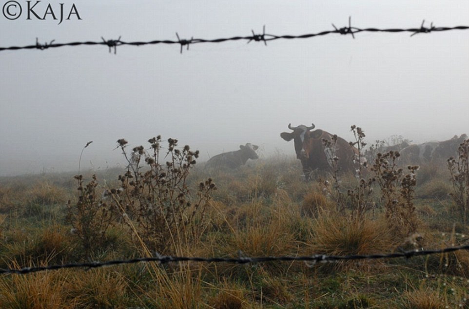 Kaja took hers from a unique perspective, framing the cows with barbed wire