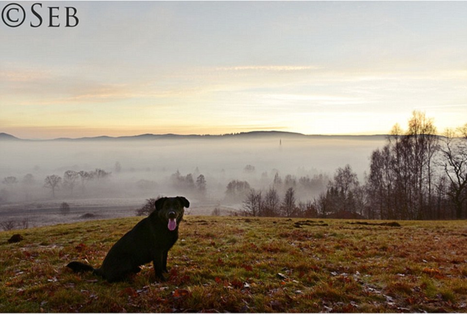 Their very happy-looking family dog poses atop a hill, overlooking a fog-covered valley