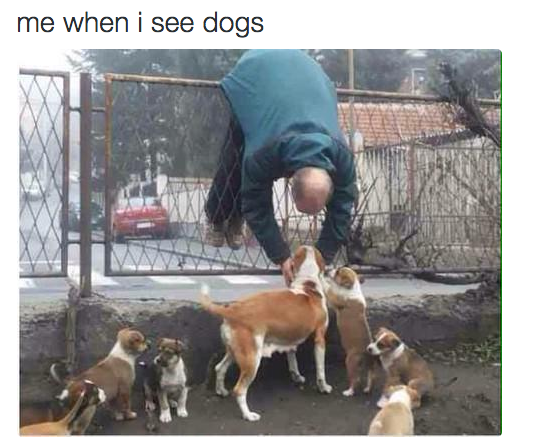 Having to pet every single dog: