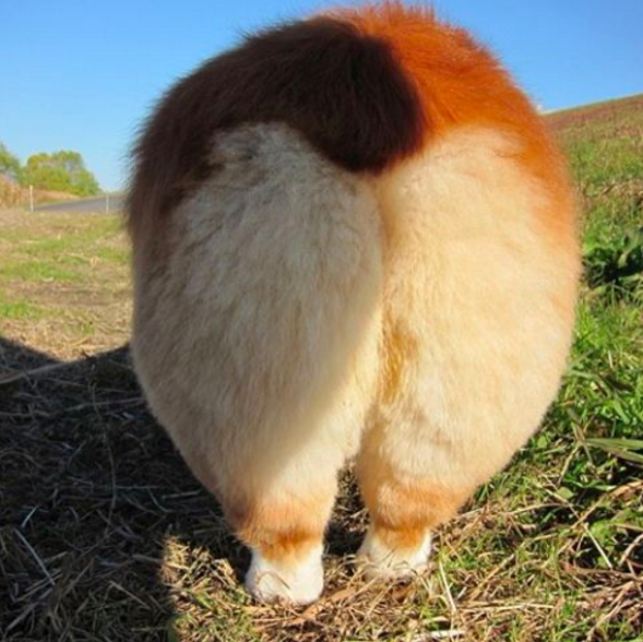 The appreciation for doggy butts: