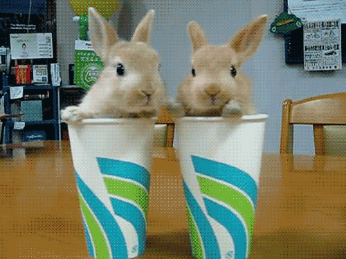 cup rabbit nose ears sniff