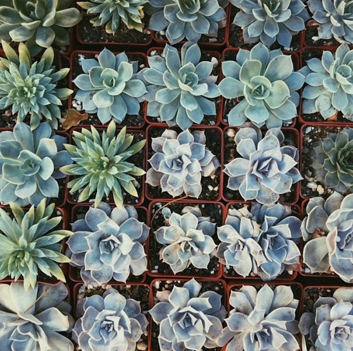 Organized succulents. 