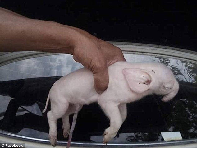 Heartbreaking images have emerged of a mutated piglet in Cambodia, with photos showing a seriously deformed animal looking like a hybrid between an elephant and a pig