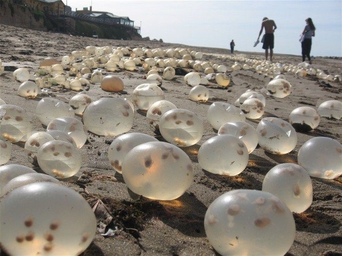 Giant gastropod egg capsules seem to have swam to Mar de Plata, Argentina. 