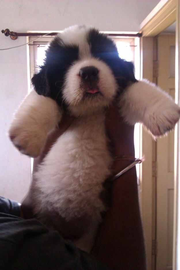 This pup who looks more like a panda cub than a puppy.