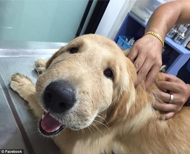 Shiny happy pup: This golden retriever cannot stop smiling - even though he has been stung by a wasp 