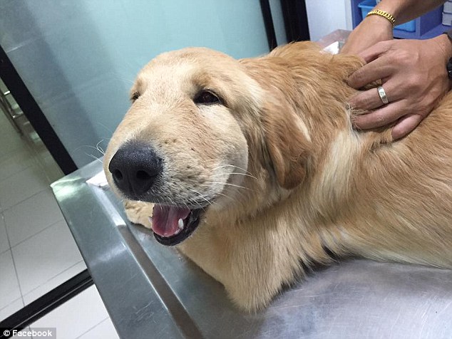 Road to recovery: Owner Natthathida Nilbut, from Thailand, has been sharing snaps of her retriever's face