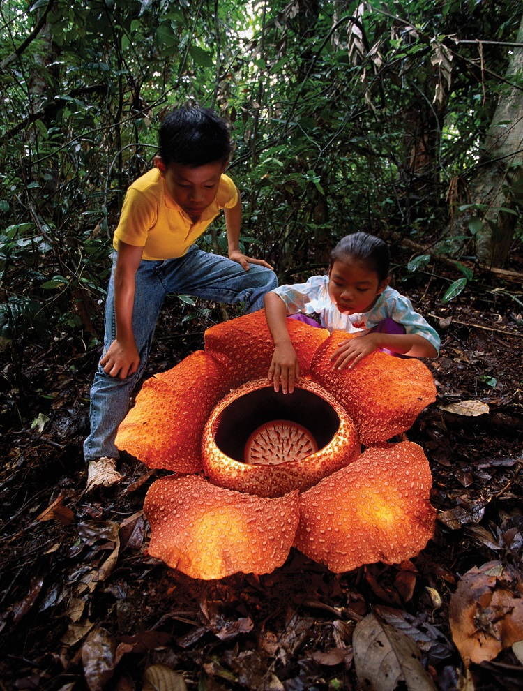 Rafflesia arnoldii is the largest individual flower on Earth.