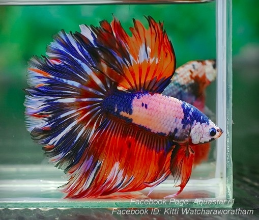 Betta fish can have intense, vibrant colors -- along with intense personalities.