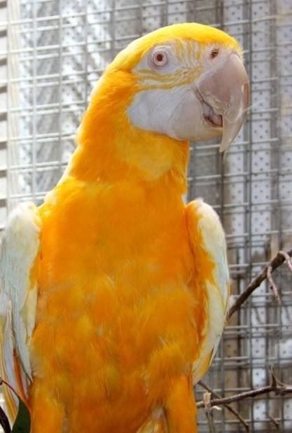 This macaw has xanthochromism, which means he has an unusually high amount of yellow pigmentation in his feathers.