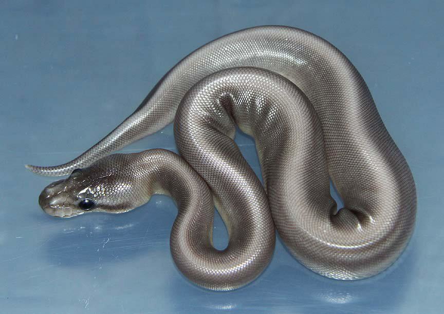 You don't see something like the silver morph ball python every day.