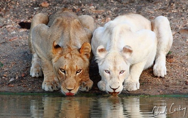 Here, you can see two color variations seen in a pair of lionesses -- the one on the right is leucistic.