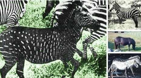 Melanism effects zebras in a particular way: instead of a black shade covering the whole body, it only effects the width of the black stripes.