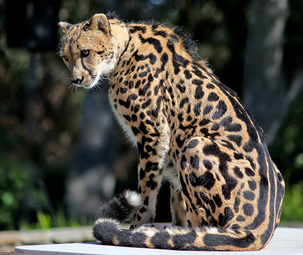 The king cheetah is a rare mutation characterized by a distinct fur pattern. It’s been reported only five times in the wild since the 1920s, and was not photographed until 1974.