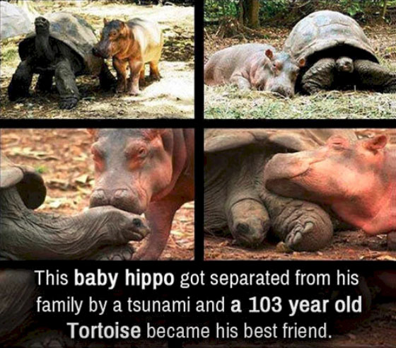 hippo