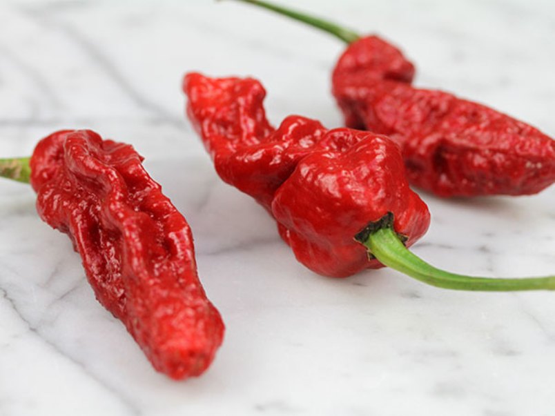 The Ghost Chili Peppers are among the hottest chilies in the world.