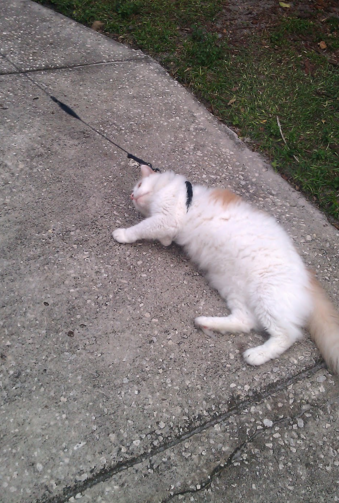 Taking your cat for a walk: