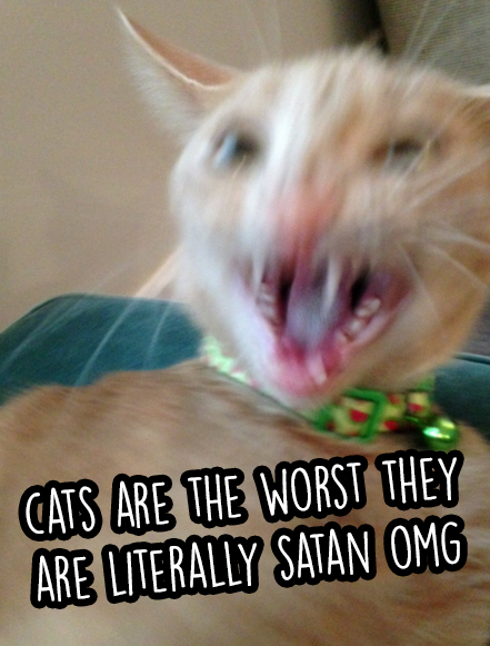 What dog people think of cats: