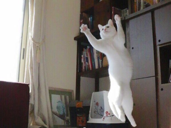 ballet-cat-japan-19