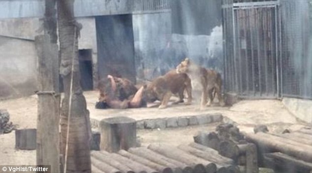 The attack occurred in full view of visitors, who could only watch in horror as the man was mauled and the lions - one male, one female - were killed