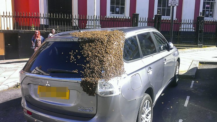 20,000 bees chase car for TWO DAYS after queen bee gets trapped in boot