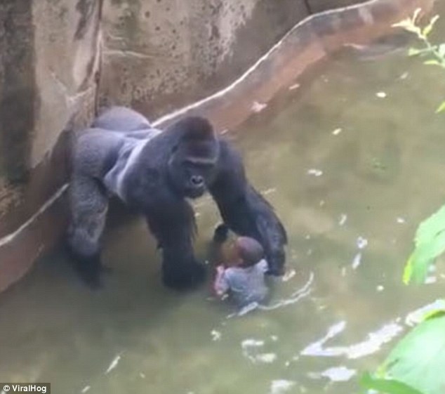A special zoo response team shot and killed a 17-year-old gorilla named Harambe to protect a four-year-old who fell in the enclosure. But new video footage shows the two briefly holding hands (pictured) 
