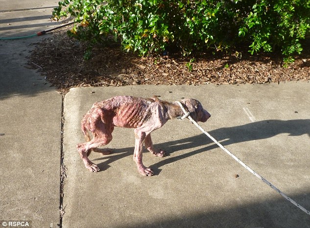 A severely emaciated dog (pictured) covered in open wounds and suffering from a painful skin condition had to be euthanized after her owners failed to adequately feed her for more than a month