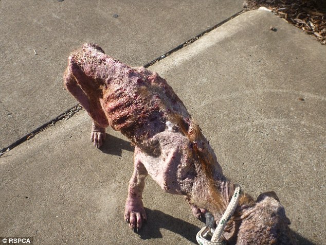 RSPCA inspectors found Tazer at a Queensland home last year covered in weeping ulcers and described her as 'the walking dead'