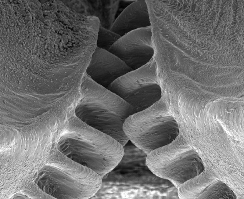 Close-Up of the First Mechanical Gear Ever Found in Nature (3)