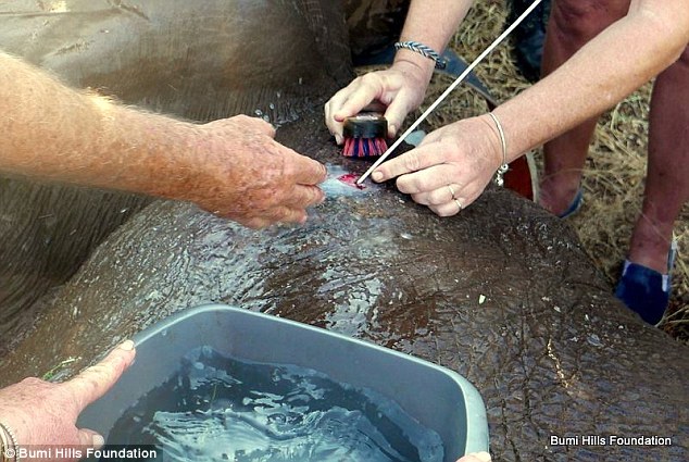Caring: Vets cleaned out the bull elephant's shoulder injury and treated the wounds with disinfectant