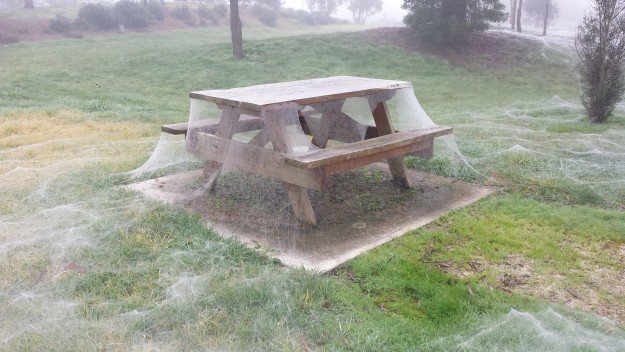 Leslie Schmidt was playing Pokémon Go with her boyfriend last Sunday in Yinnar, Victoria, when the couple stumbled upon a magical and ridiculous sight: a whole park covered in spiderwebs.