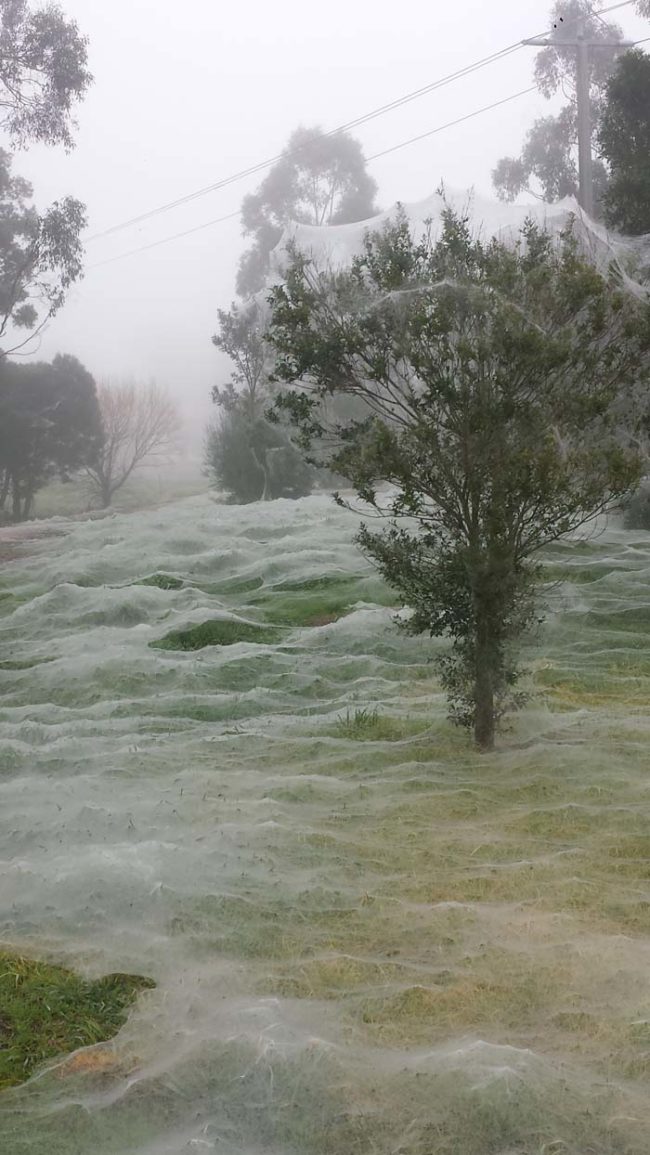 While all of that might be fascinating, it doesn't take away from the general creepiness of having everything covered in spider webs like this.