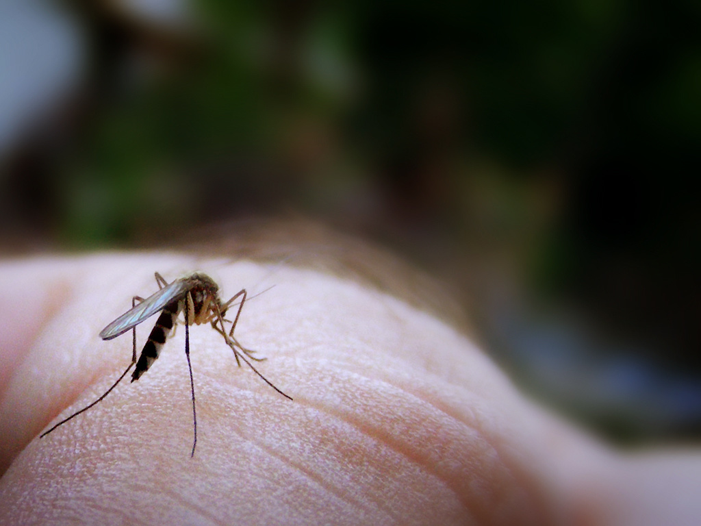 Mosquitoes have a type, or types, we should say.